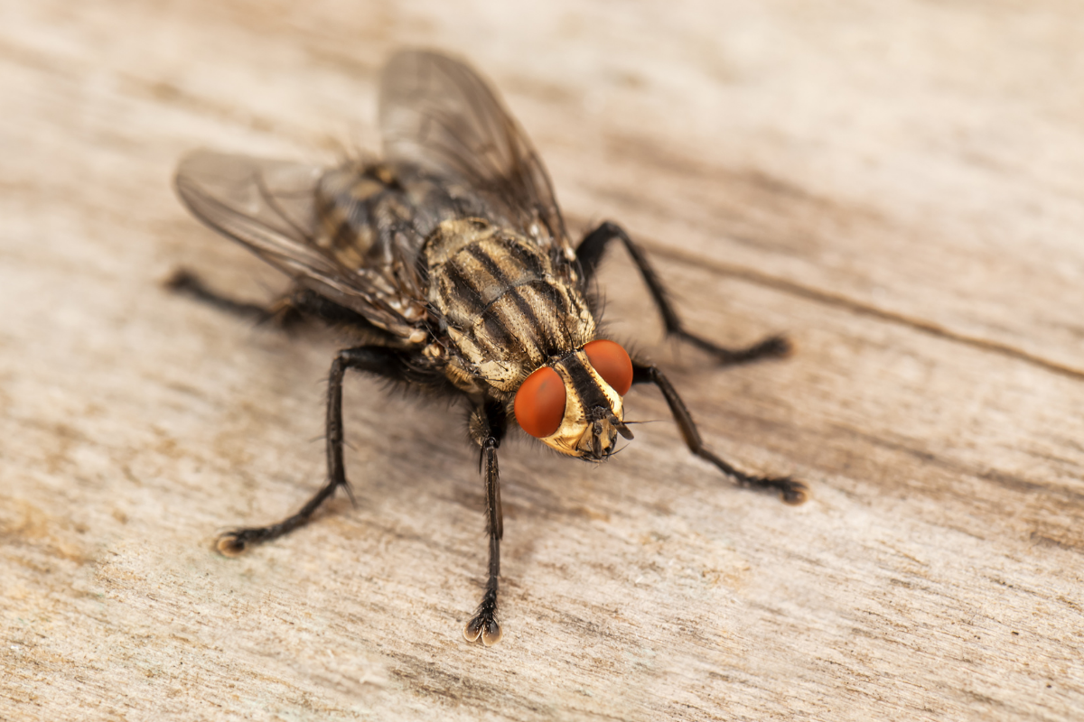 Mucha domowa – czym żywi się ten pospolity owad?